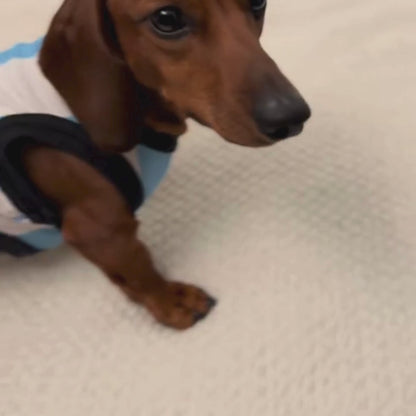 Musculosa de Argentina Para Mascotas